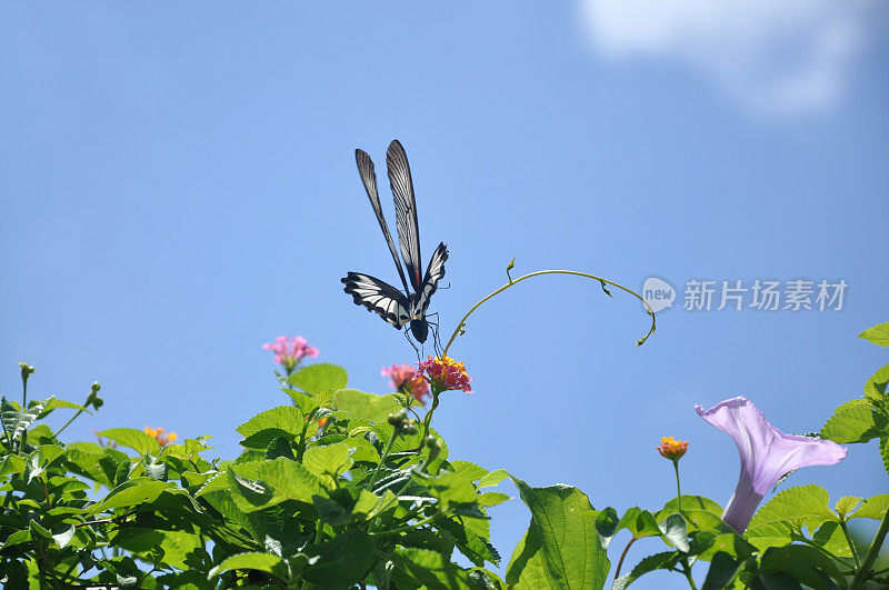 凤蝶门农/大摩门蝴蝶